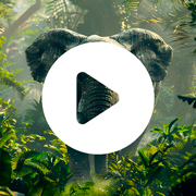 Video thumbnail of an elephant walking toward the camera, surrounded by wildlife in its natural habitat