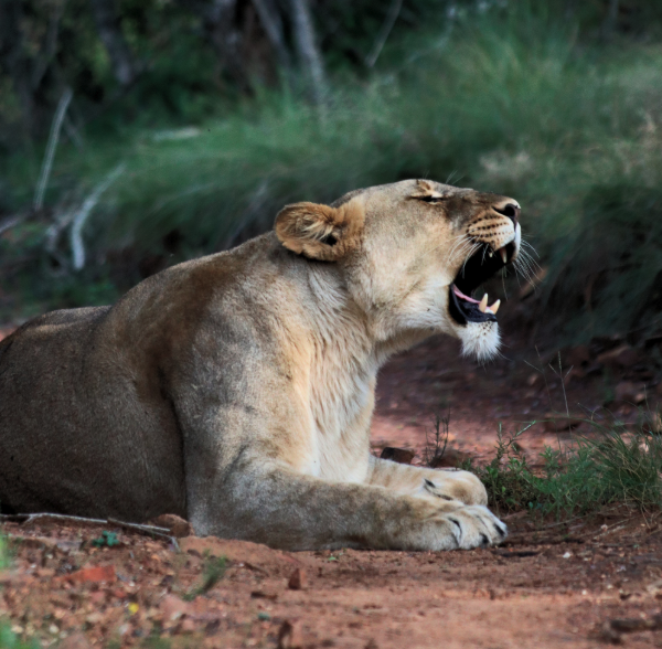 Animal representing Voices for Animal Welfare's mission